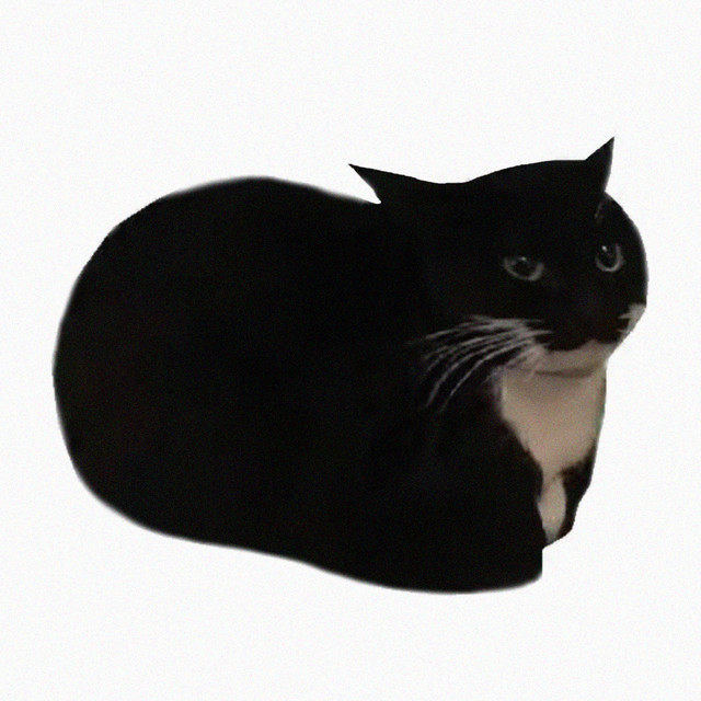 maxwell the cat